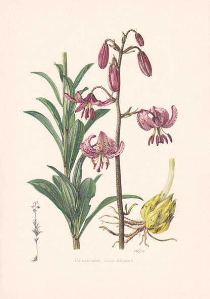 1960 MARTAGON'S LILY Flower Print - Botanical Print - Botanical Illustration - Plant Wall Art - Vintage Plant Print - 7.5 x 1