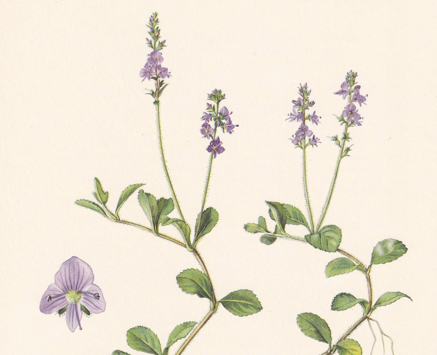 1960 HEATH SPEEDWELL Flower Print - Botanical Print - Botanical Illustration - Plant Wall Art - Vintage Plant Print - 7.5 x 1