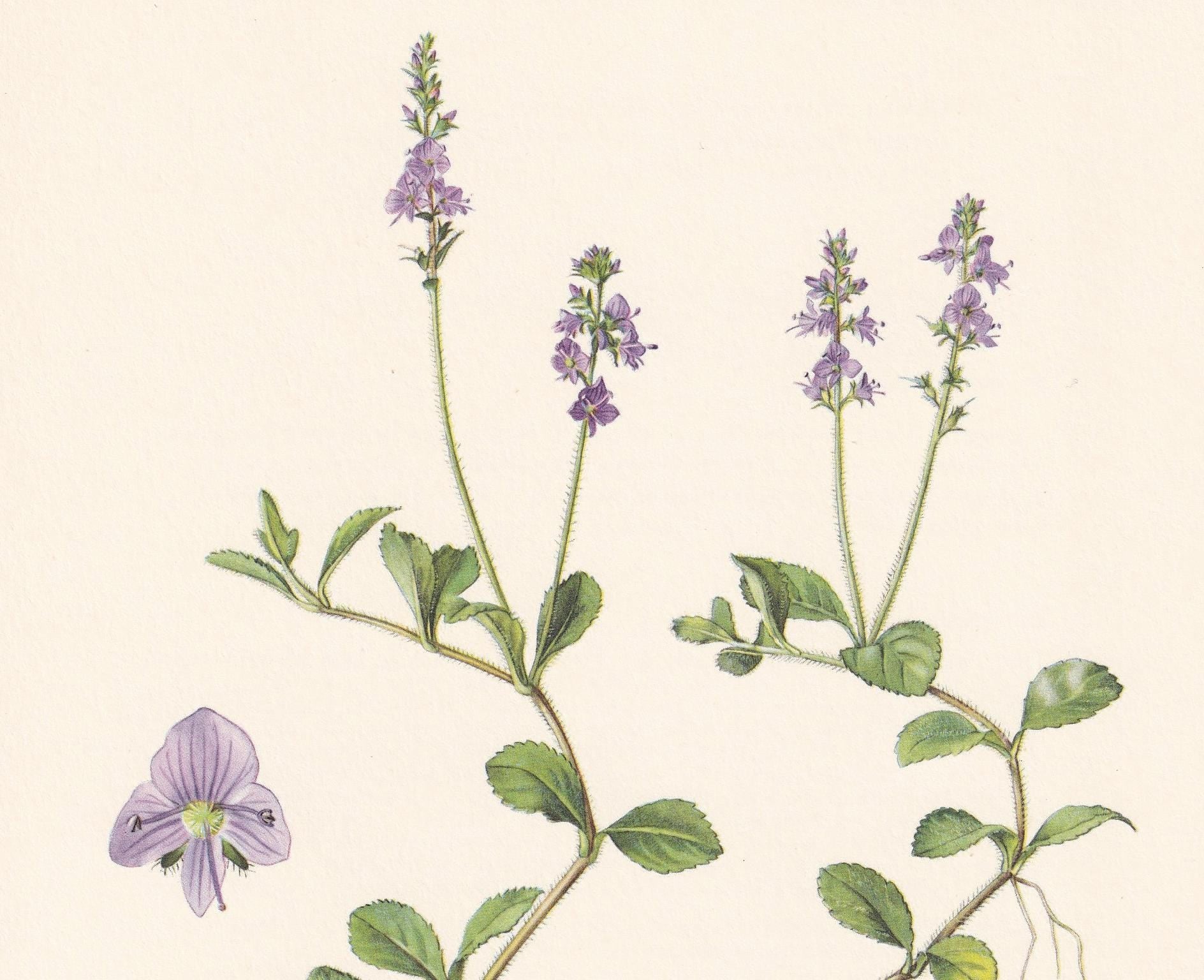 1960 HEATH SPEEDWELL Flower Print - Botanical Print - Botanical Illustration - Plant Wall Art - Vintage Plant Print - 7.5 x 1