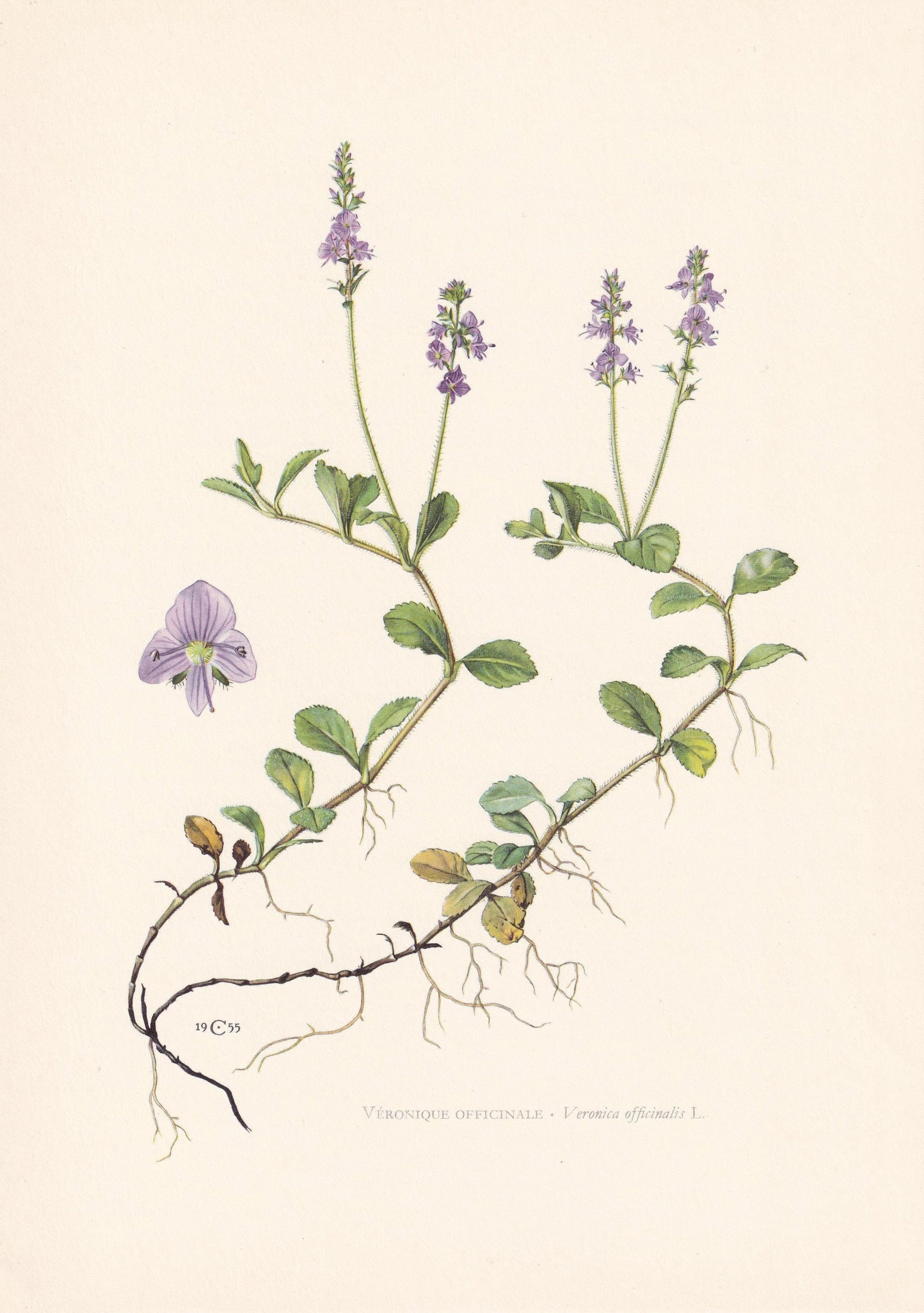 1960 HEATH SPEEDWELL Flower Print - Botanical Print - Botanical Illustration - Plant Wall Art - Vintage Plant Print - 7.5 x 1