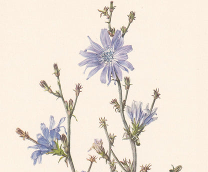 1960 CHICORY Flower Print - Botanical Print - Botanical Illustration - Plant Wall Art - Vintage Plant Print - 7.5 x 10.6 Inch