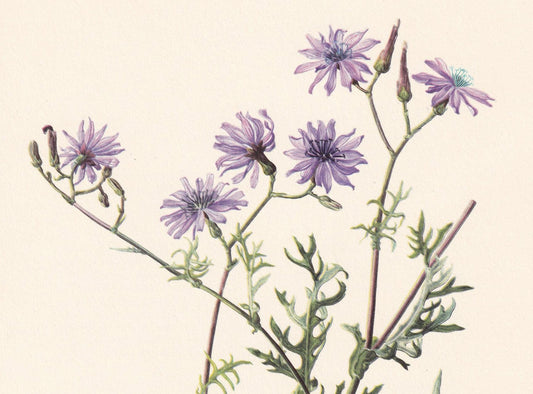 1960 MOUNTAIN LETTUCE Flower Print - Botanical Print - Botanical Illustration - Plant Wall Art - Vintage Plant Print - 7.5 x 