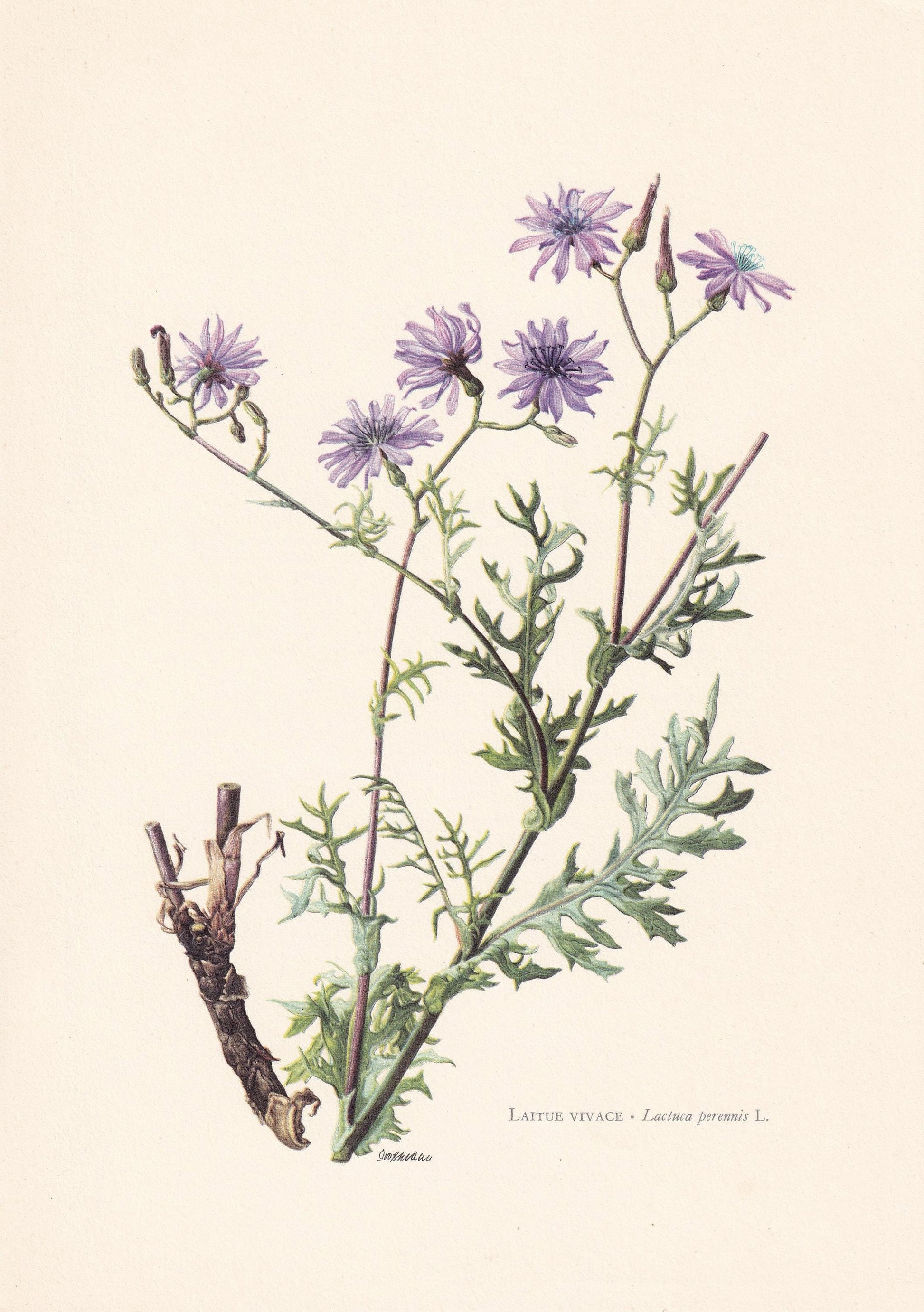 1960 MOUNTAIN LETTUCE Flower Print - Botanical Print - Botanical Illustration - Plant Wall Art - Vintage Plant Print - 7.5 x 