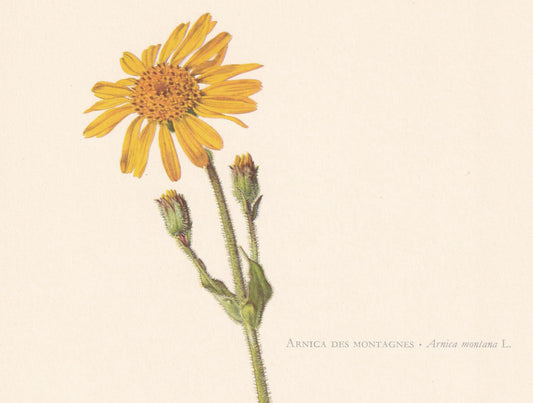 1960 MOUNTAIN ARNICA Flower Print - Botanical Print - Botanical Illustration - Plant Wall Art - Vintage Plant Print - 7.5 x 1