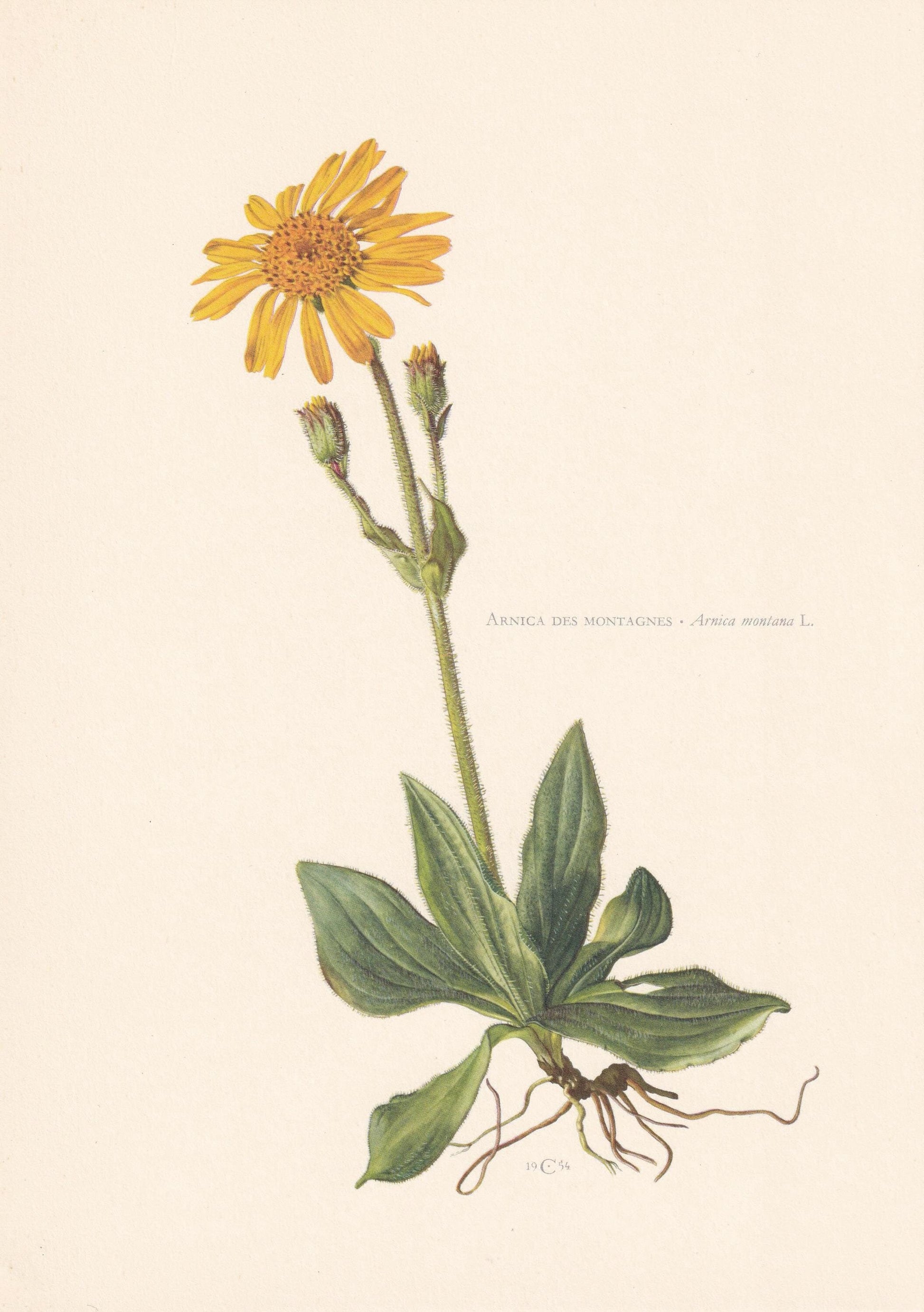 1960 MOUNTAIN ARNICA Flower Print - Botanical Print - Botanical Illustration - Plant Wall Art - Vintage Plant Print - 7.5 x 1
