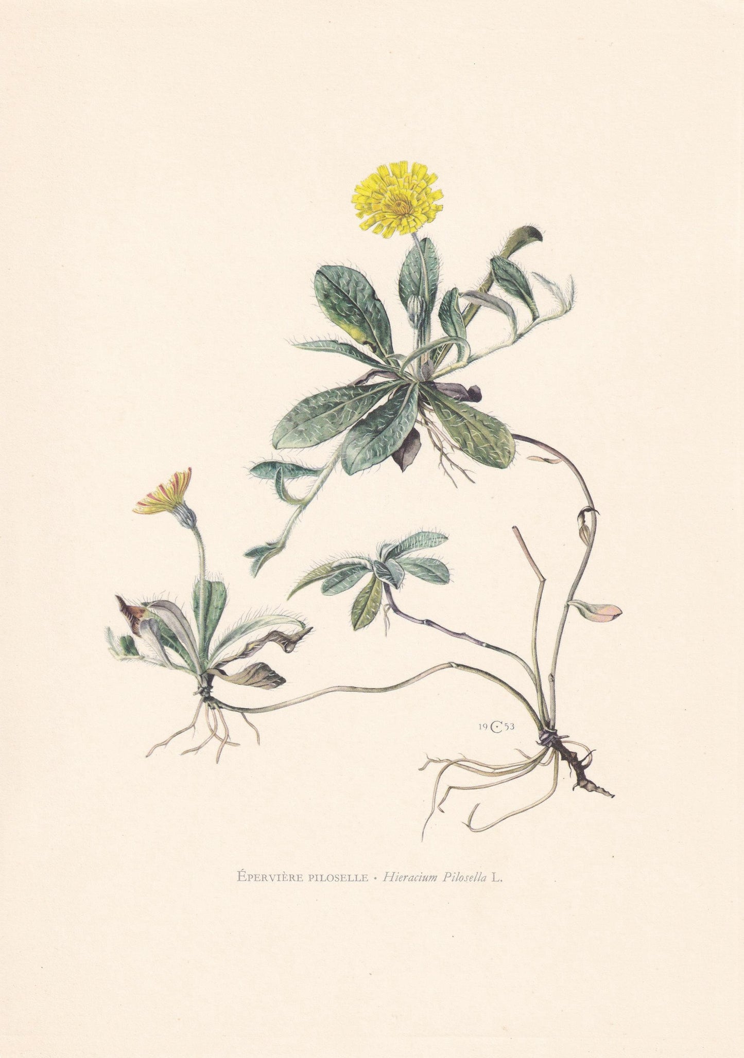 1960 HAWKWEED Flower Print - Botanical Print - Botanical Illustration - Plant Wall Art - Vintage Plant Print - 7.5 x 10.6 Inc