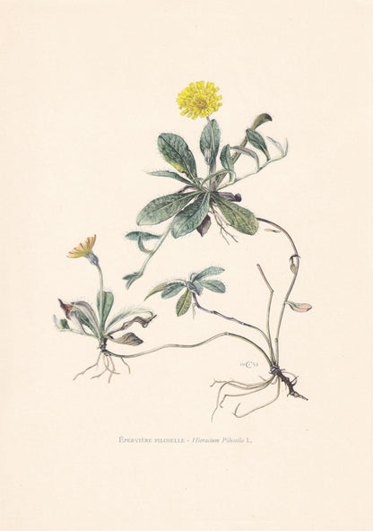 1960 HAWKWEED Flower Print - Botanical Print - Botanical Illustration - Plant Wall Art - Vintage Plant Print - 7.5 x 10.6 Inc