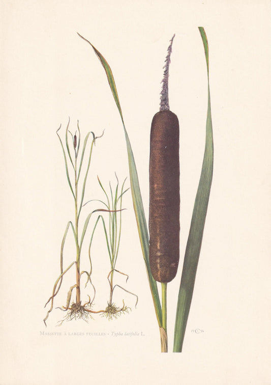 1960 BULRUSH Plant Print - Botanical Print - Botanical Illustration - Plant Wall Art - Vintage Plant Print - 7.5 x 10.6 Inches