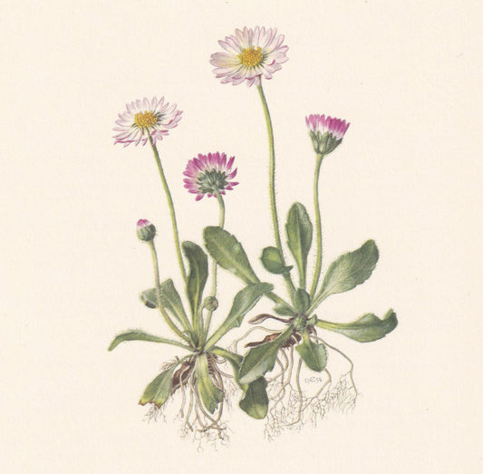 1960 COMMON DAISY Flower Print - Botanical Print - Botanical Illustration - Plant Wall Art - Vintage Plant Print - 7.5 x 10.6