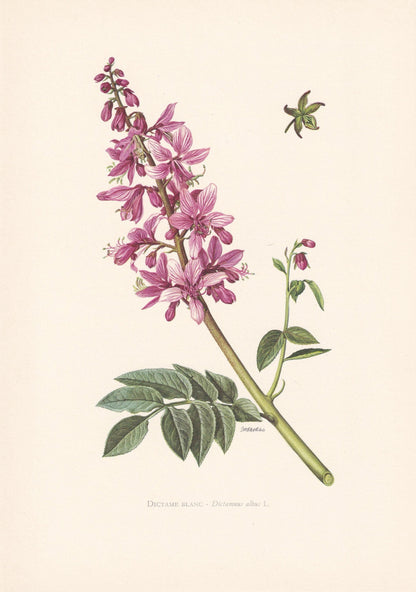 1960 GAS PLANT Flower Print - Botanical Print - Botanical Illustration - Plant Wall Art - Vintage Plant Print - 7.5 x 10.6 In