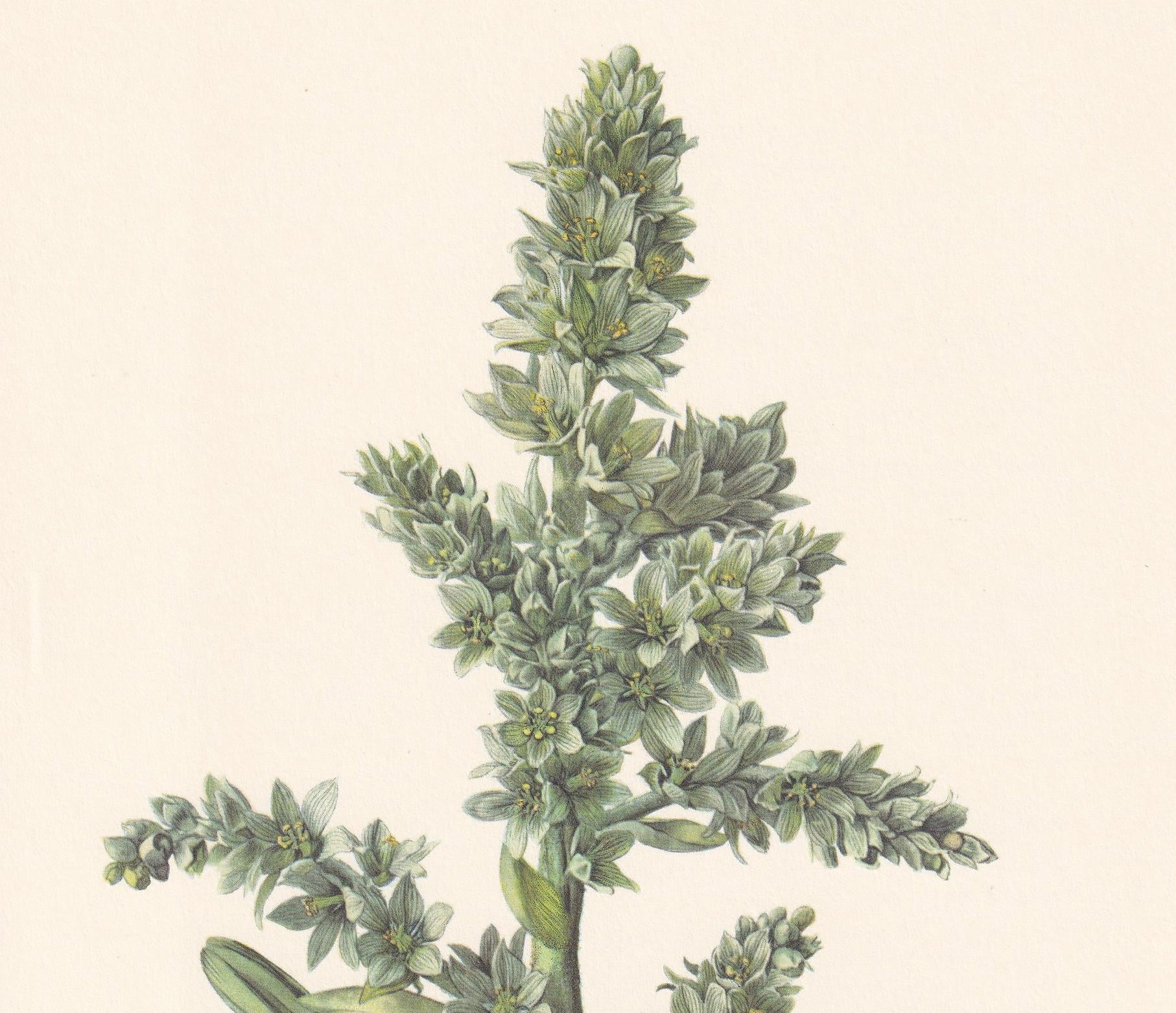 1960 FALSE HELLEBORINE Plant Print - Botanical Print - Botanical Illustration - Plant Wall Art - Vintage Plant Print - 7.5 x 