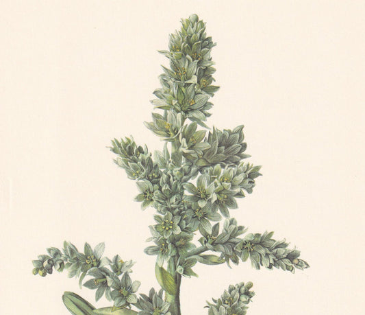 1960 FALSE HELLEBORINE Plant Print - Botanical Print - Botanical Illustration - Plant Wall Art - Vintage Plant Print - 7.5 x 