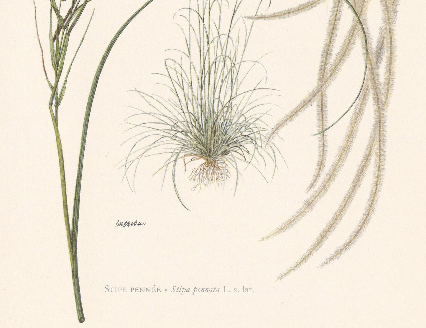 1960 FEATHER GRASS Plant Print - Botanical Print - Botanical Illustration - Plant Wall Art - Vintage Plant Print - 7.5 x 10.6