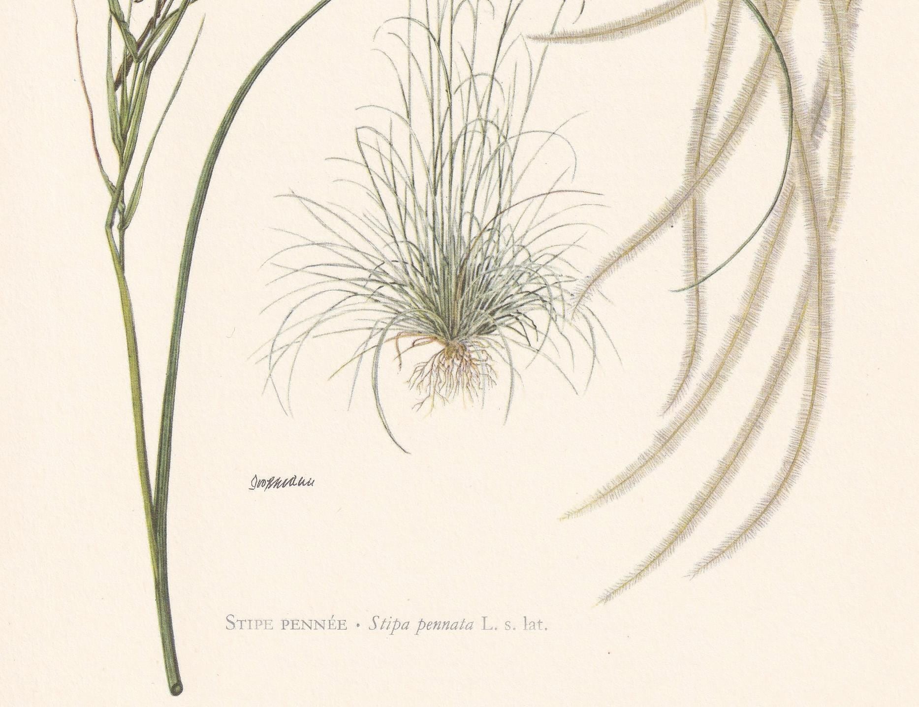 1960 FEATHER GRASS Plant Print - Botanical Print - Botanical Illustration - Plant Wall Art - Vintage Plant Print - 7.5 x 10.6