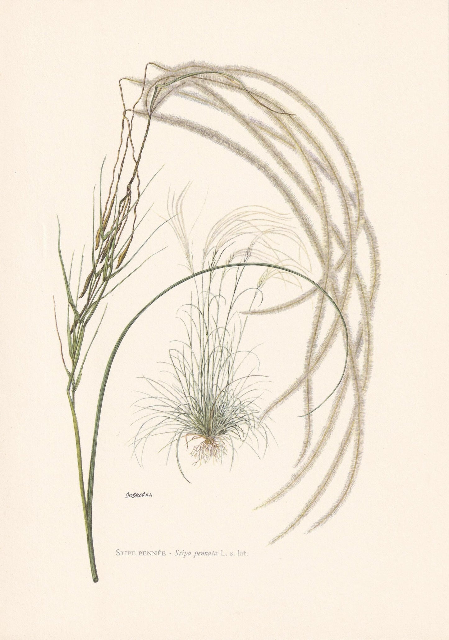 1960 FEATHER GRASS Plant Print - Botanical Print - Botanical Illustration - Plant Wall Art - Vintage Plant Print - 7.5 x 10.6