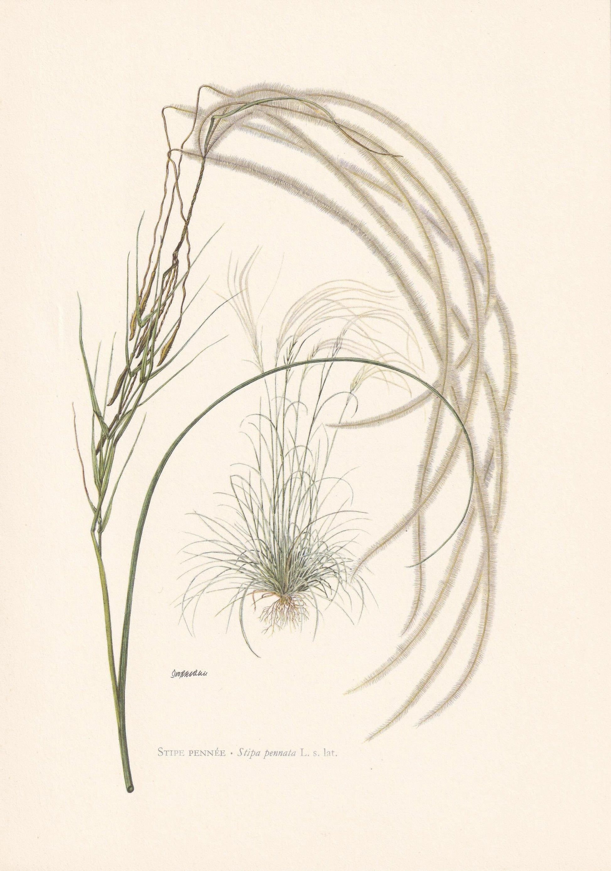 1960 FEATHER GRASS Plant Print - Botanical Print - Botanical Illustration - Plant Wall Art - Vintage Plant Print - 7.5 x 10.6