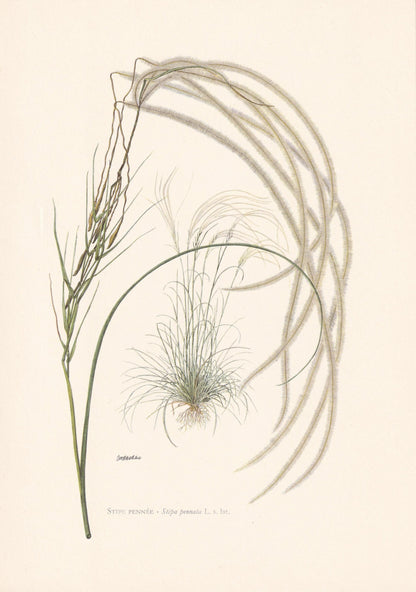 1960 FEATHER GRASS Plant Print - Botanical Print - Botanical Illustration - Plant Wall Art - Vintage Plant Print - 7.5 x 10.6