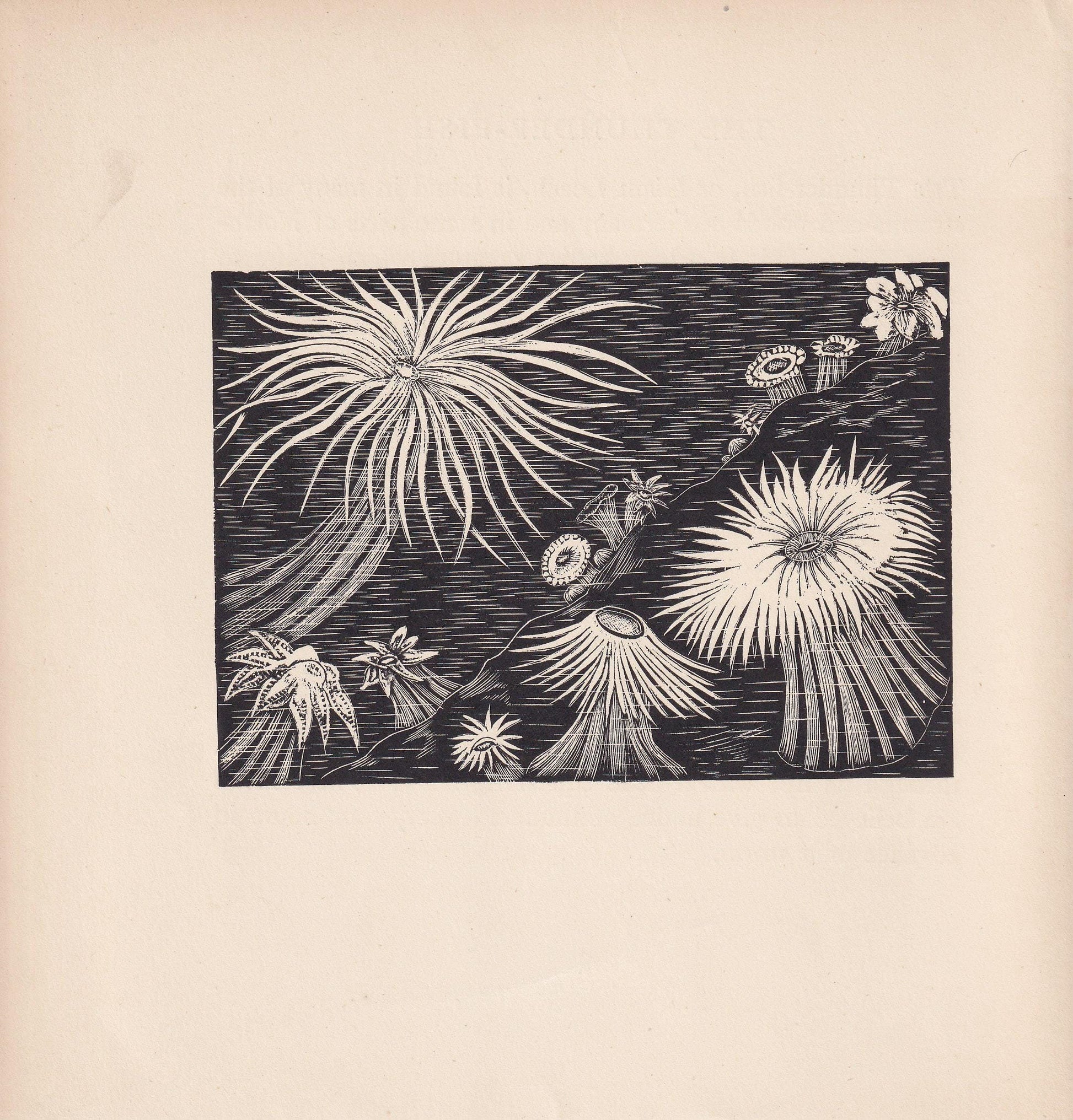 1929 SEA ANEMONES Print Wood Engraving - Anemone Wall Art - Sea Life Print - Antique Animal Print - Sea Decor - 8 x 7.25 Inches