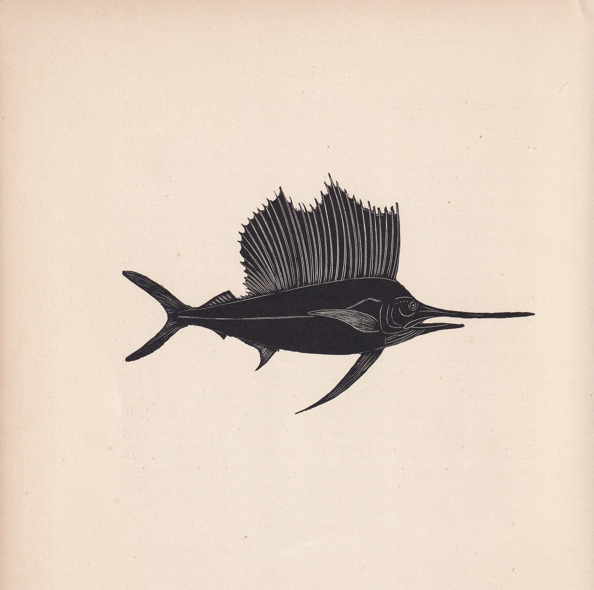 1929 SAILFISH Print Wood Engraving - Fish Wall Art - Sea Life Print - Antique Animal Print - Sea Decor - 8 x 7.25 Inches