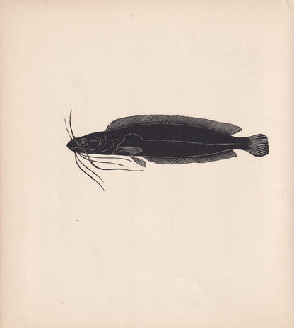 1929 CATFISH Print Wood Engraving - Fish Wall Art - Sea Life Print - Antique Animal Print - Sea Decor - 8 x 7.25 Inches
