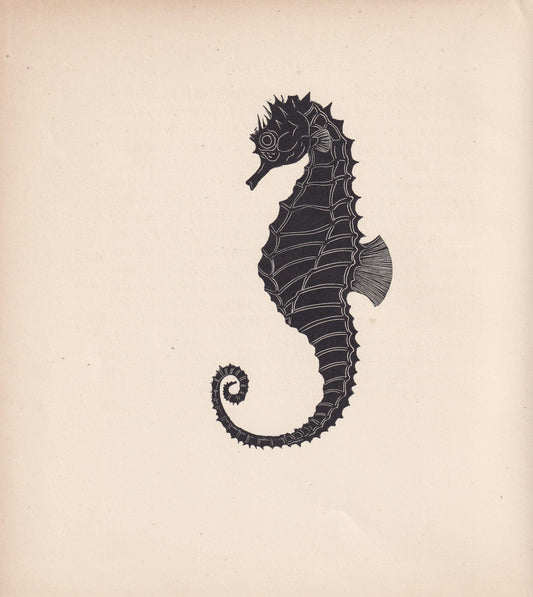 1929 SEAHORSE Print Wood Engraving - Seahorse Wall Art - Sea Life Print - Antique Animal Print - Sea Decor - 8 x 7.25 Inches