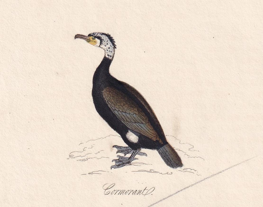 1834 CORMORANT & SKUA GULL Bird Print - Hand-Coloured Engraving - Bird Wall Art - Antique Bird Print - Bird Decor - 4.5 x 7.8