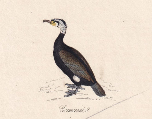 1834 CORMORANT & SKUA GULL Bird Print - Hand-Coloured Engraving - Bird Wall Art - Antique Bird Print - Bird Decor - 4.5 x 7.8