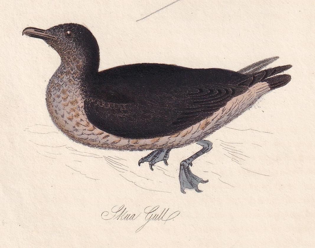 1834 CORMORANT & SKUA GULL Bird Print - Hand-Coloured Engraving - Bird Wall Art - Antique Bird Print - Bird Decor - 4.5 x 7.8