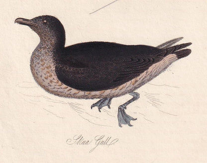 1834 CORMORANT & SKUA GULL Bird Print - Hand-Coloured Engraving - Bird Wall Art - Antique Bird Print - Bird Decor - 4.5 x 7.8