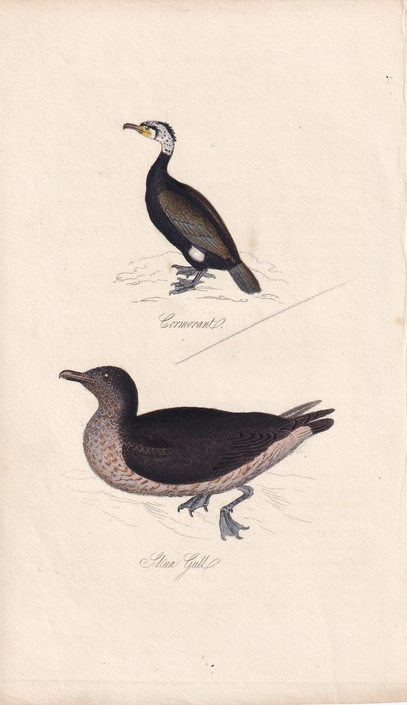1834 CORMORANT & SKUA GULL Bird Print - Hand-Coloured Engraving - Bird Wall Art - Antique Bird Print - Bird Decor - 4.5 x 7.8