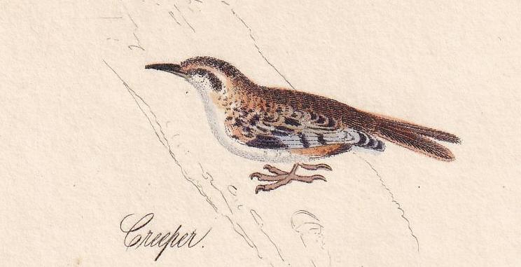 1834 KINGFISHER, GREEN WOODPECKER, & Treecreeper Bird Print - Hand-Coloured Engraving - Bird Wall Art - Bird Decor - 4.5 x 7.8 Inches