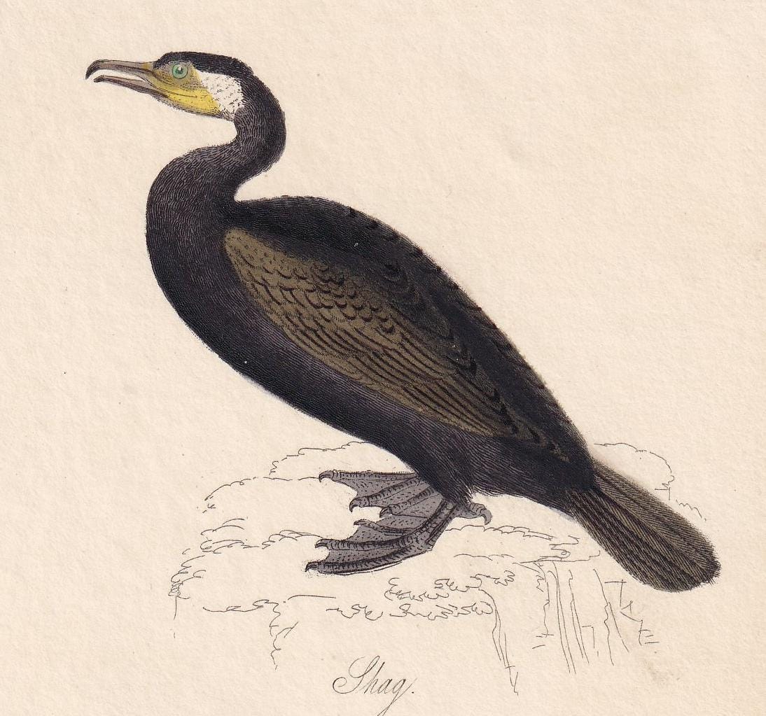 1834 CORMORANT (SHAG) & TEAL Bird Print - Hand-Coloured Engraving - Bird Wall Art - Bird Decor - Antique Bird Print - 4.5 x 7