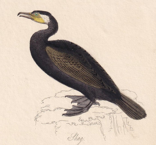 1834 CORMORANT (SHAG) & TEAL Bird Print - Hand-Coloured Engraving - Bird Wall Art - Bird Decor - Antique Bird Print - 4.5 x 7