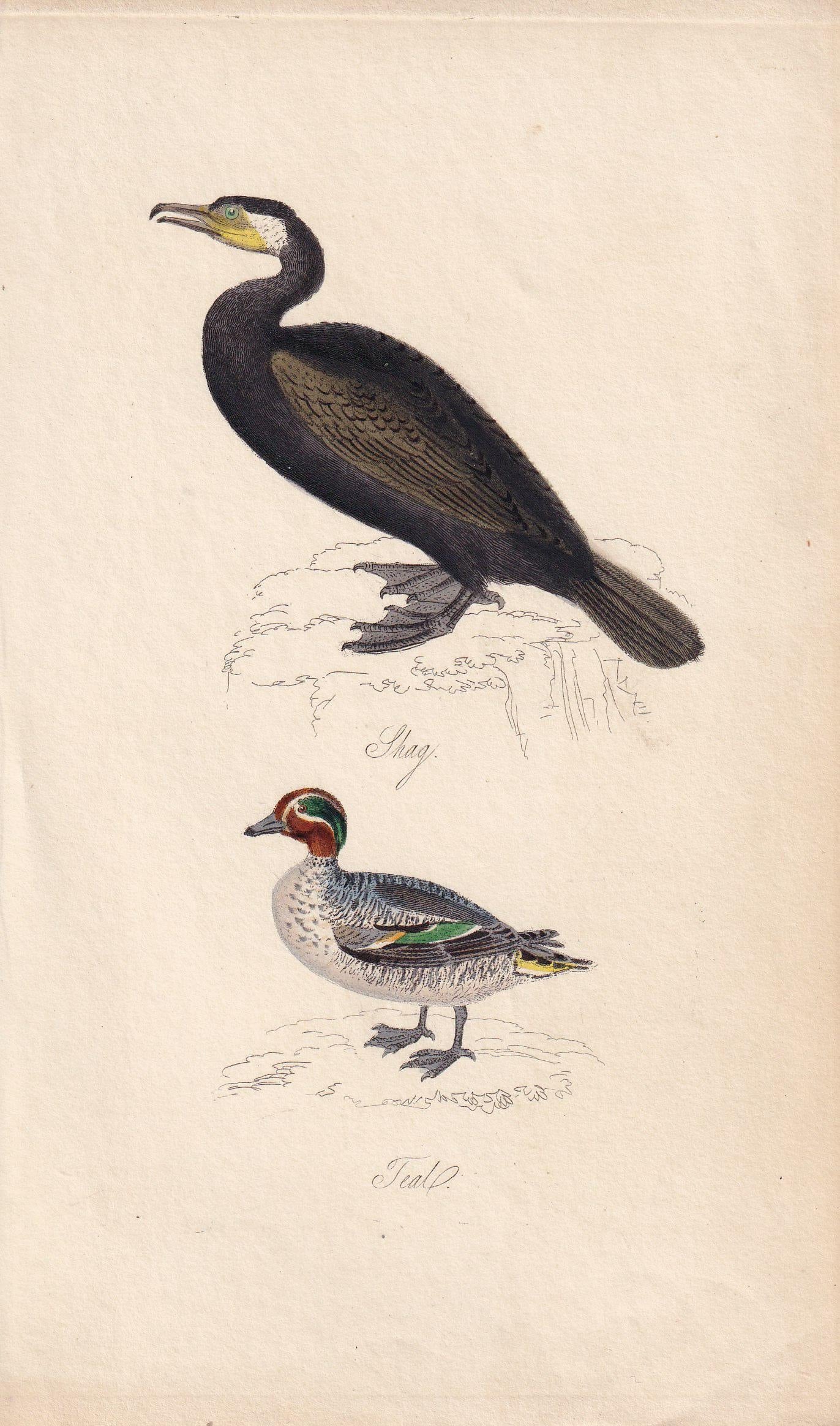 1834 CORMORANT (SHAG) & TEAL Bird Print - Hand-Coloured Engraving - Bird Wall Art - Bird Decor - Antique Bird Print - 4.5 x 7