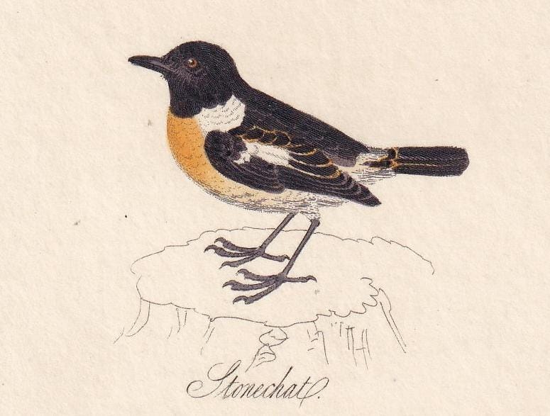 1834 STONECHAT, PIED WAGTAIL, & Ring Ouzel Bird Print - Hand-Coloured Engraving - Bird Wall Art - Bird Decor - 4.5 x 7.8 Inch