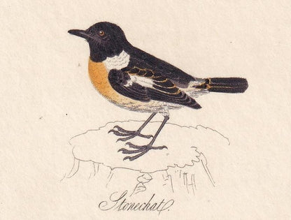 1834 STONECHAT, PIED WAGTAIL, & Ring Ouzel Bird Print - Hand-Coloured Engraving - Bird Wall Art - Bird Decor - 4.5 x 7.8 Inch