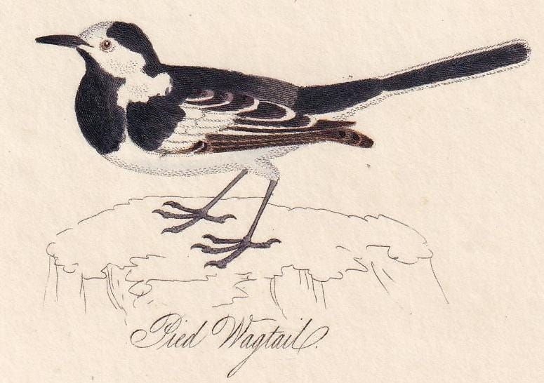 1834 STONECHAT, PIED WAGTAIL, & Ring Ouzel Bird Print - Hand-Coloured Engraving - Bird Wall Art - Bird Decor - 4.5 x 7.8 Inch