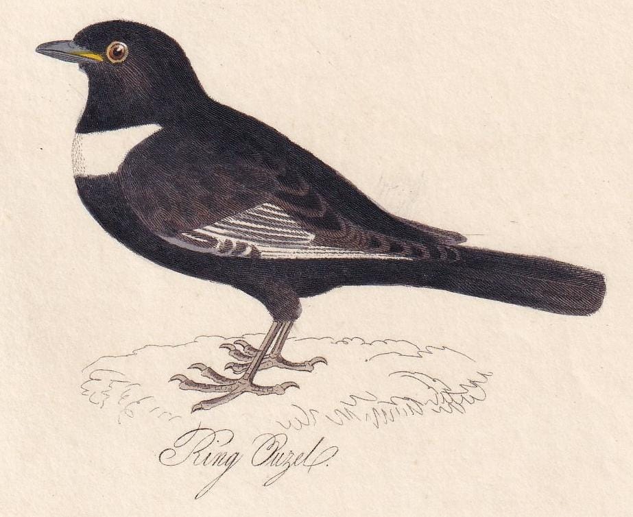 1834 STONECHAT, PIED WAGTAIL, & Ring Ouzel Bird Print - Hand-Coloured Engraving - Bird Wall Art - Bird Decor - 4.5 x 7.8 Inch