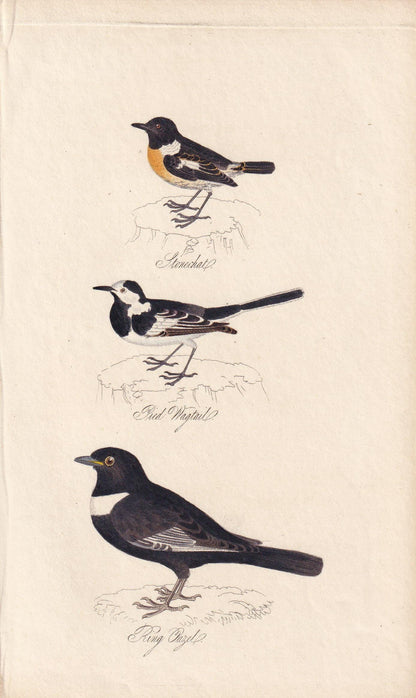 1834 STONECHAT, PIED WAGTAIL, & Ring Ouzel Bird Print - Hand-Coloured Engraving - Bird Wall Art - Bird Decor - 4.5 x 7.8 Inch