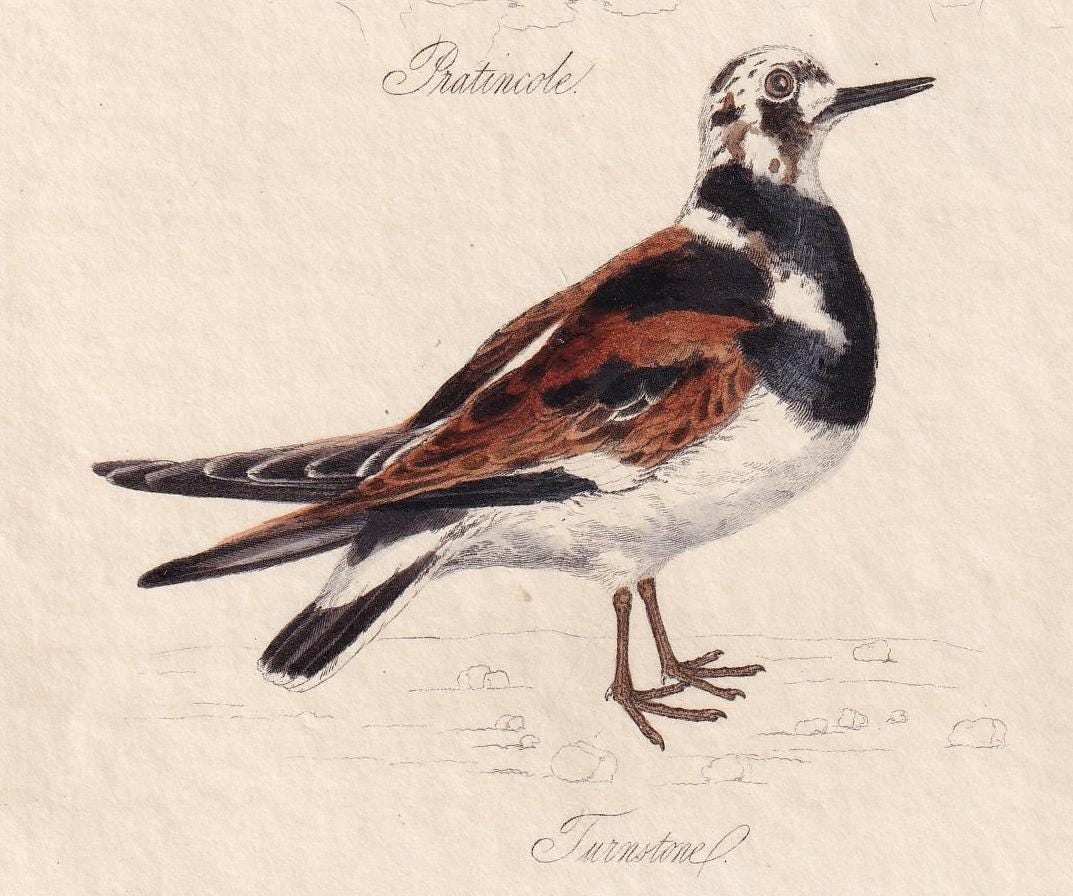 1834 PRATINCOLE & TURNSTONE Bird Print - Hand-Coloured Engraving - Bird Wall Art - Bird Decor - Antique Bird Print - 4.5 x 7.