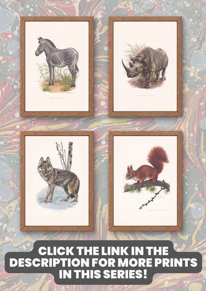 1960 RED DEER Print - Vintage Animal Print - Animal Illustration - Animal Wall Art - Vintage Mammal Print - 7.5 x 10.6 Inches