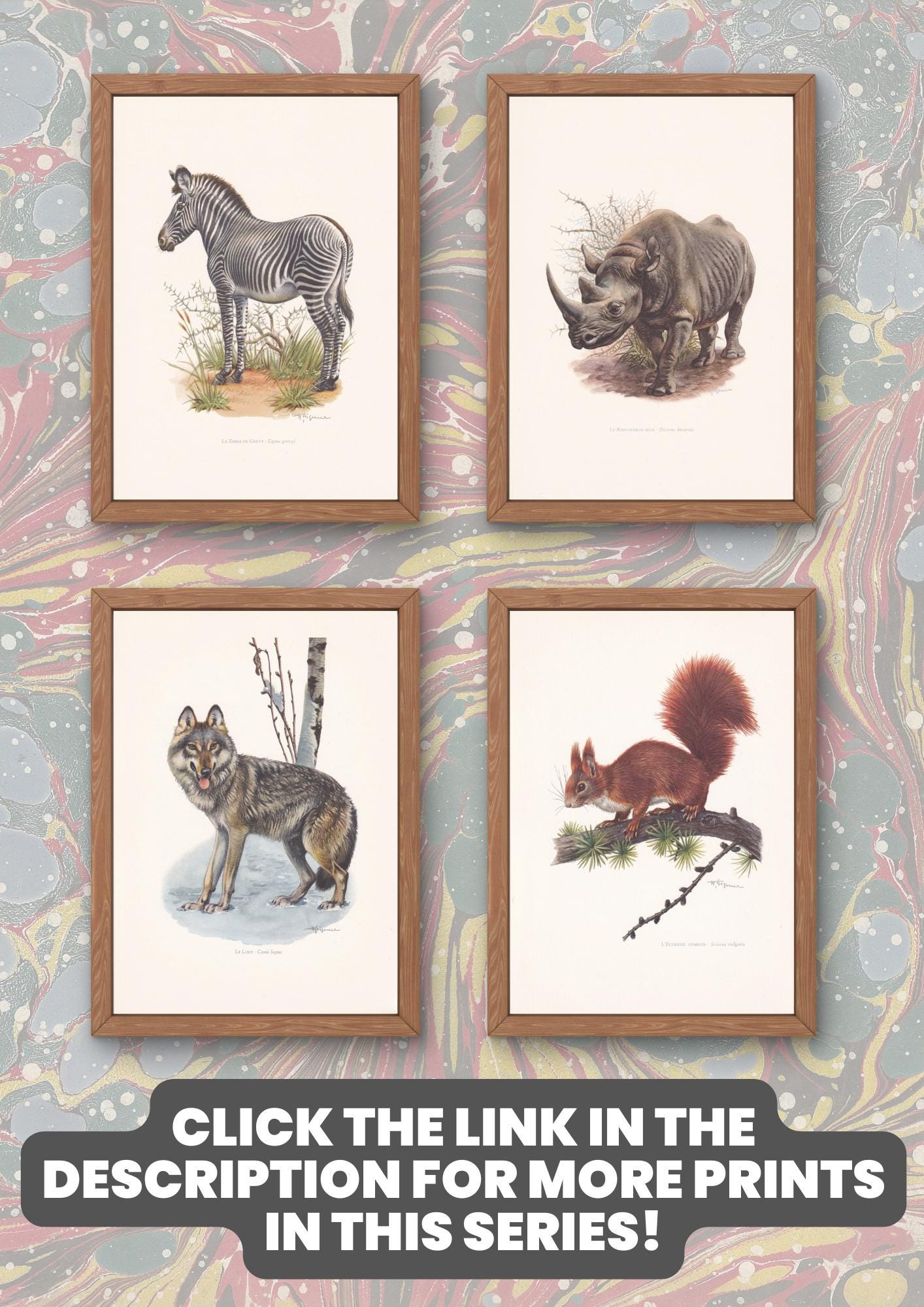 1960 MOOSE Print - Vintage Animal Print - Animal Illustration - Animal Wall Art - Vintage Mammal Print - 7.5 x 10.6 Inches