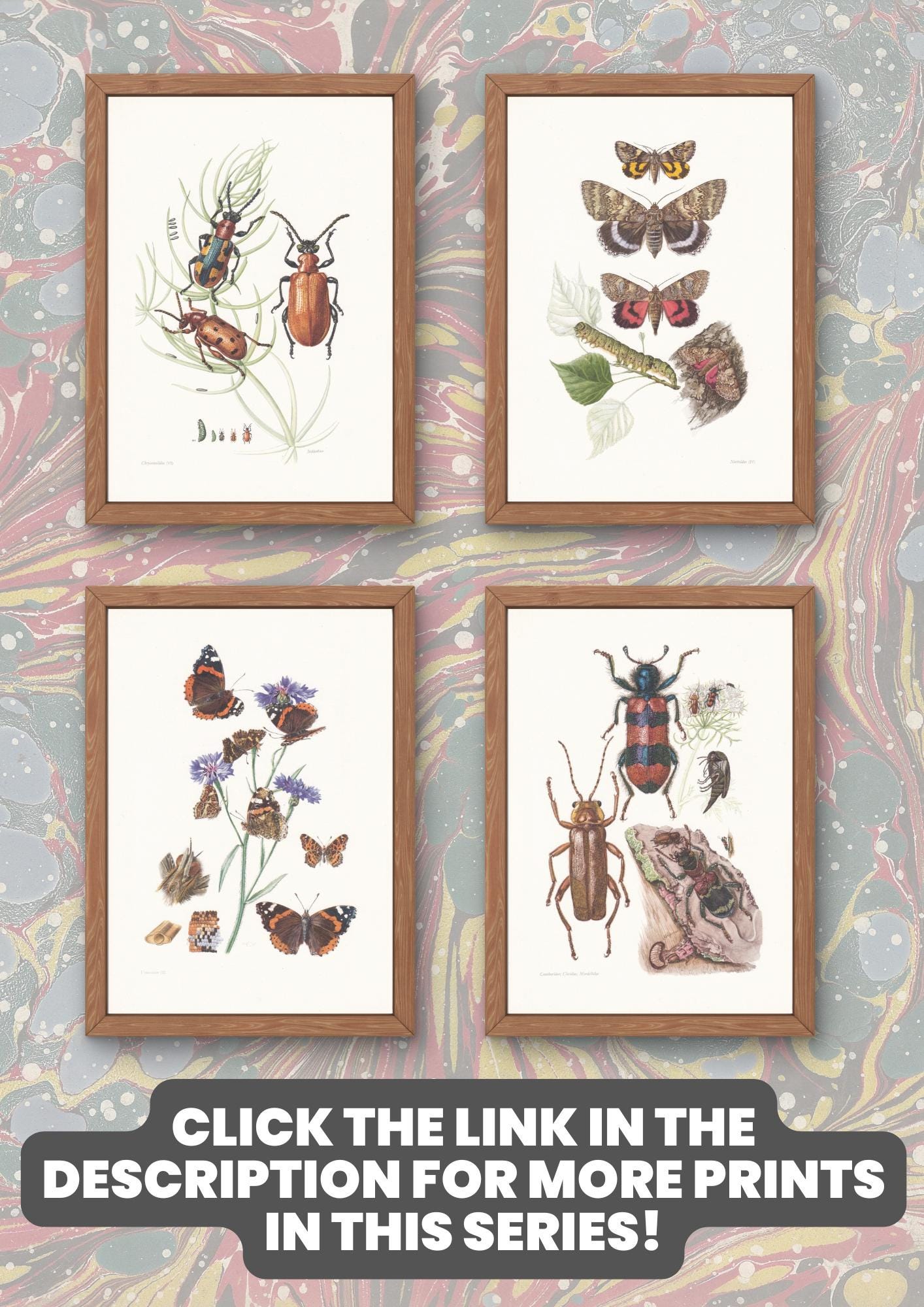 1960 GALL WASP Print - Vintage Insect Print - Bugs Illustration - Insect Wall Art - Vintage Entomology Print - 7.5 x 10.6 Inches