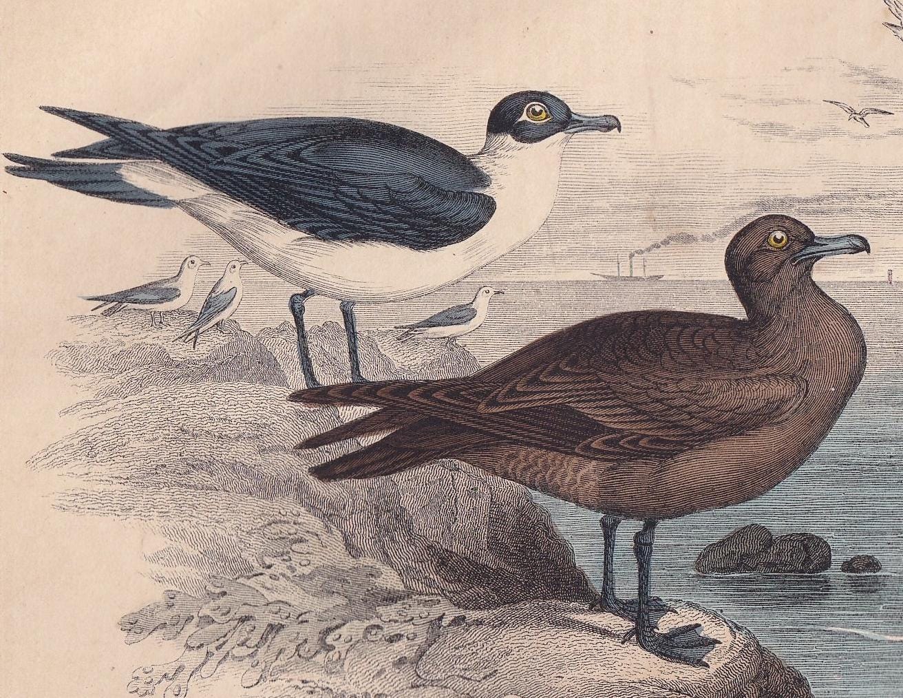 1859 GULL, SKUA, & TERN Bird Print - Hand-Coloured Engraving - Bird Wall Art - Antique Bird Decor - 9.5 x 6.5 Inches