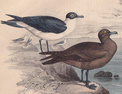 1859 GULL, SKUA, & TERN Bird Print - Hand-Coloured Engraving - Bird Wall Art - Antique Bird Decor - 9.5 x 6.5 Inches