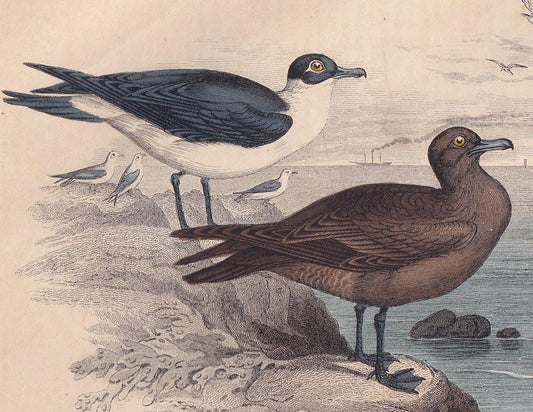 1859 GULL, SKUA, & TERN Bird Print - Hand-Coloured Engraving - Bird Wall Art - Antique Bird Decor - 9.5 x 6.5 Inches