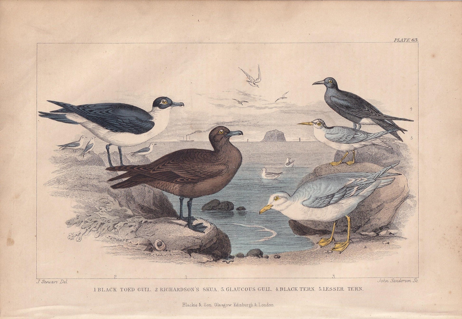 1859 GULL, SKUA, & TERN Bird Print - Hand-Coloured Engraving - Bird Wall Art - Antique Bird Decor - 9.5 x 6.5 Inches