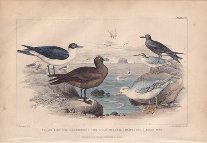 1859 GULL, SKUA, & TERN Bird Print - Hand-Coloured Engraving - Bird Wall Art - Antique Bird Decor - 9.5 x 6.5 Inches