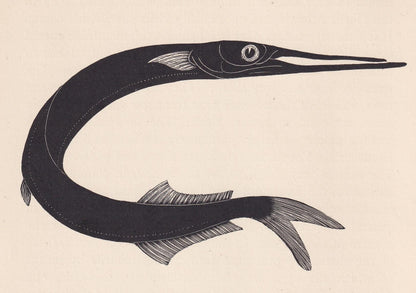 1929 GARFISH Fish Print Wood Engraving - Shark Wall Art - Sea Life Print - Antique Animal Print - Sea Decor - 8 x 7.25 Inches