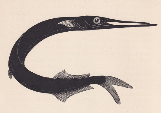 1929 GARFISH Fish Print Wood Engraving - Shark Wall Art - Sea Life Print - Antique Animal Print - Sea Decor - 8 x 7.25 Inches